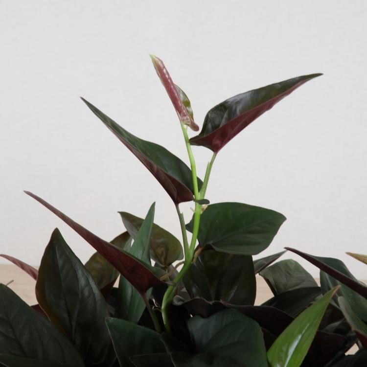 シンゴニウム チョコレートの通信販売 ネットショップ 観葉植物 多肉植物 塊根植物の通販 ネットショップの The Farm Universal Online Store シンゴニウム チョコレートの通信販売 ネットショップ 観葉植物 多肉植物 塊根植物の通販 ネットショップの The Farm Universal Online Store