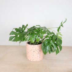 観葉植物の通信販売・ネットショップ｜観葉植物・多肉植物、塊根植物の通販・ネットショップの『the Farm UNIVERSAL ONLINE  STORE』