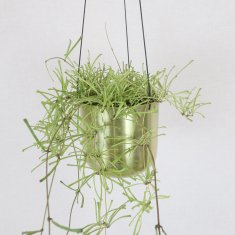 観葉植物の通信販売・ネットショップ｜観葉植物・多肉植物、塊根植物の通販・ネットショップの『the Farm UNIVERSAL ONLINE  STORE』