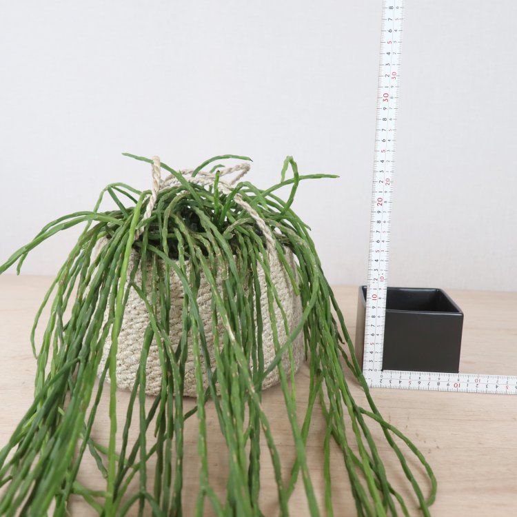リプサリスの通信販売・ネットショップ｜観葉植物・多肉植物、塊根植物 