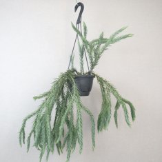 観葉植物の通信販売・ネットショップ｜観葉植物・多肉植物、塊根植物の通販・ネットショップの『the Farm UNIVERSAL ONLINE  STORE』