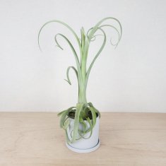 カクタス長田の通信販売・ネットショップ｜観葉植物・多肉植物、塊根植物の通販・ネットショップの『the Farm UNIVERSAL ONLINE  STORE』