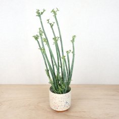 こだわりの植物と鉢の通信販売・ネットショップ｜観葉植物・多肉植物