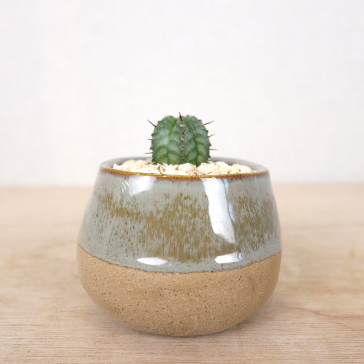ユーフォルビア  ホリダ　陶器鉢観葉植物