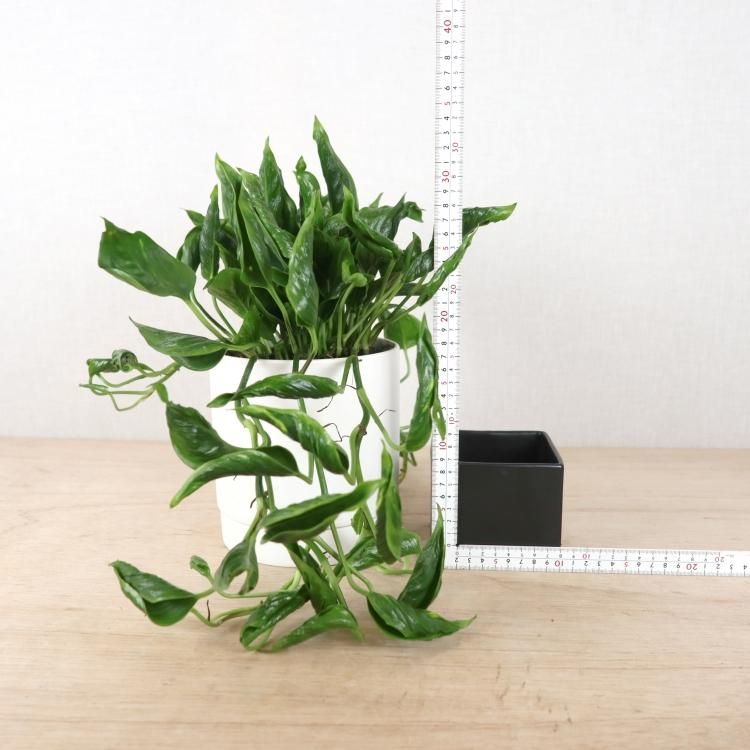 ポトス テルノシャングリラ通信販売 ネットショップ 観葉植物 多肉植物 塊根植物の通販 ネットショップの The Farm Universal Online Store ポトス テルノシャングリラ通信販売 ネットショップ 観葉植物 多肉植物 塊根植物の通販 ネットショップの The Farm Universal Online Store