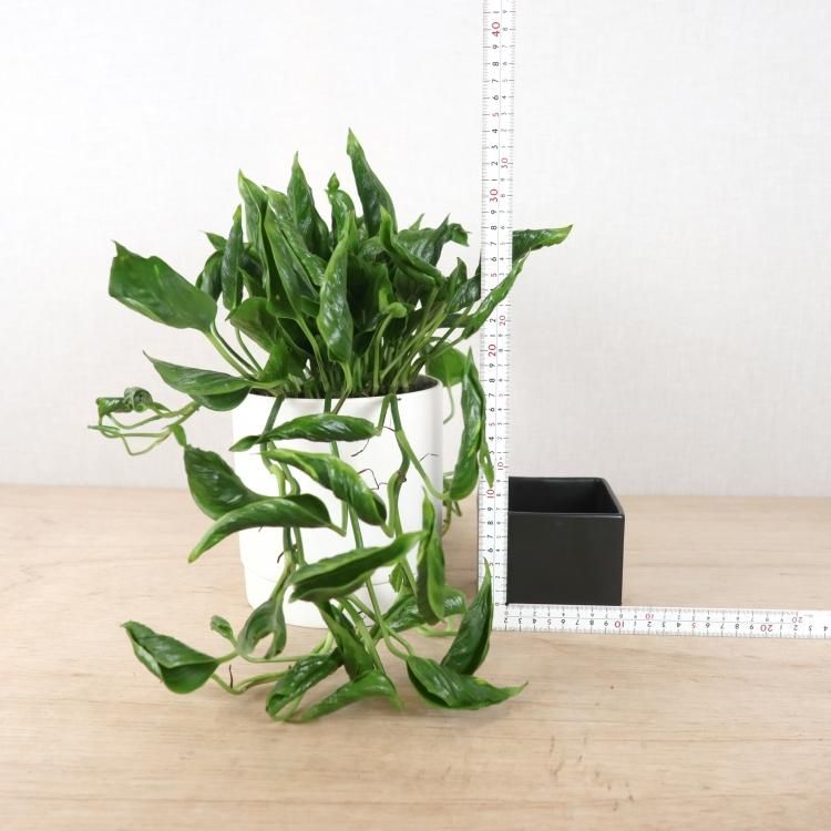 ポトス テルノシャングリラ通信販売 ネットショップ 観葉植物 多肉植物 塊根植物の通販 ネットショップの The Farm Universal Online Store