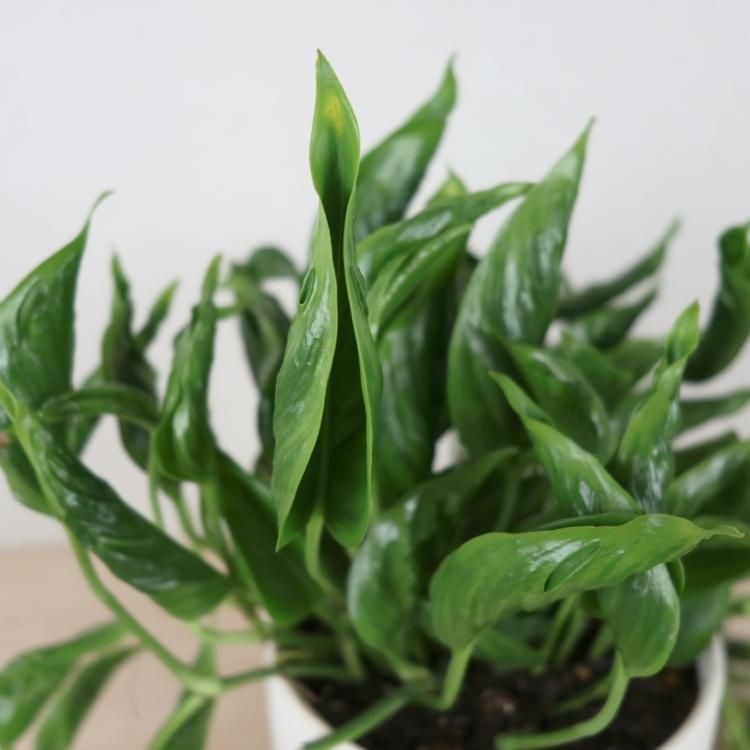 ポトス テルノシャングリラ通信販売 ネットショップ 観葉植物 多肉植物 塊根植物の通販 ネットショップの The Farm Universal Online Store ポトス テルノシャングリラ通信販売 ネットショップ 観葉植物 多肉植物 塊根植物の通販 ネットショップの The Farm Universal Online Store