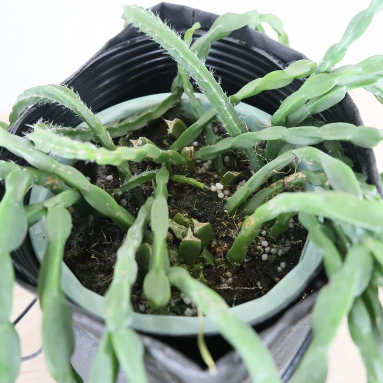 ネット限定】 リプサリス・パラドクサ ハンギングポット‼️ 21 植物 