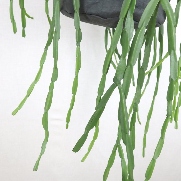 リプサリスの通信販売・ネットショップ｜観葉植物・多肉植物、塊根植物 
