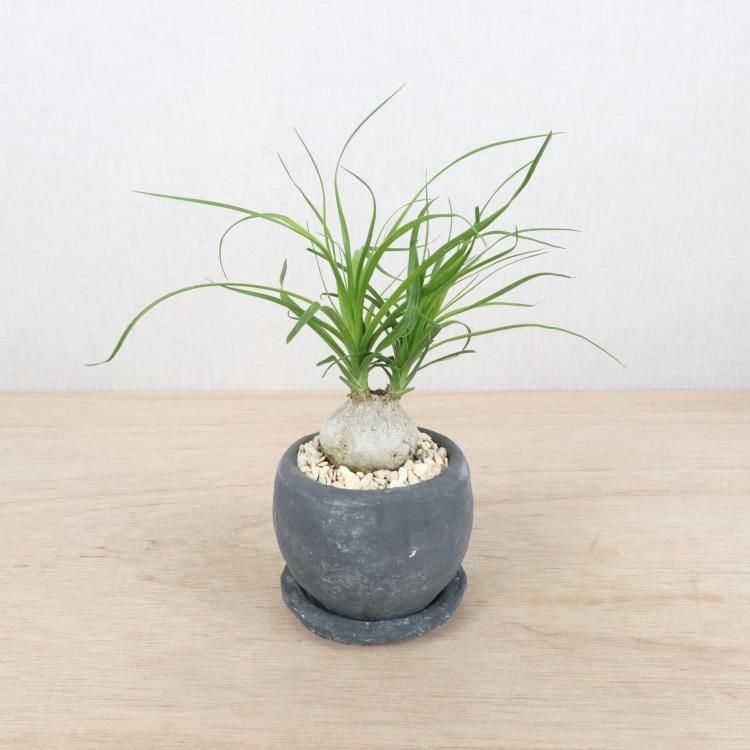 トックリラン(ノリナ)の通信販売・ネットショップ｜観葉植物・多肉植物