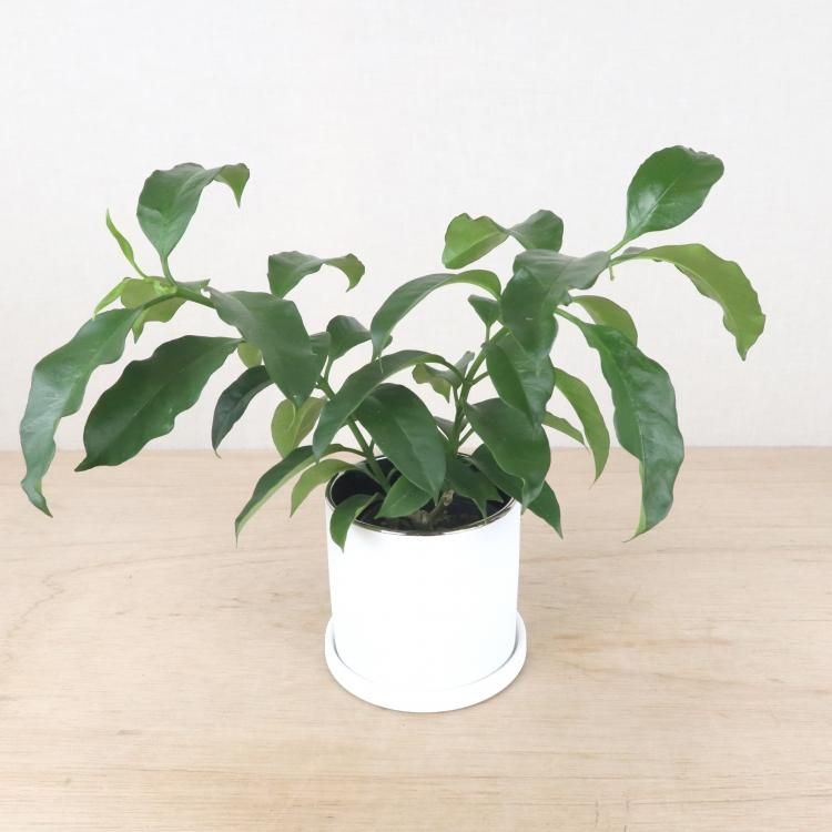 ホヤ ムルチフローラの通信販売 ネットショップ 観葉植物 多肉植物 塊根植物の通販 ネットショップの The Farm Universal Online Store ホヤ ムルチフローラの通信販売 ネットショップ 観葉植物 多肉植物 塊根植物の通販 ネットショップの The Farm Universal Online Store
