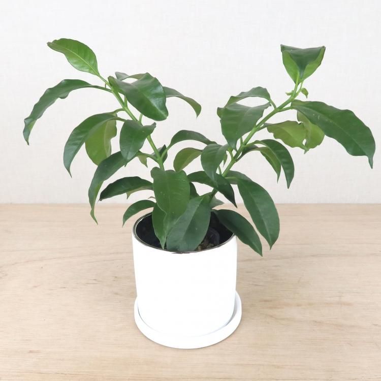 ホヤ ムルチフローラの通信販売 ネットショップ 観葉植物 多肉植物 塊根植物の通販 ネットショップの The Farm Universal Online Store ホヤ ムルチフローラの通信販売 ネットショップ 観葉植物 多肉植物 塊根植物の通販 ネットショップの The Farm Universal Online Store