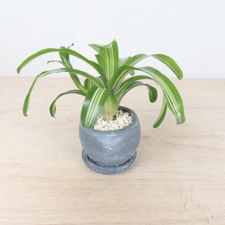 ネオレゲリア ファイヤーボールの通信販売 ネットショップ 観葉植物 多肉植物 塊根植物の通販 ネットショップの The Farm Universal Online Store