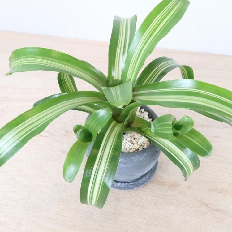 ネオレゲリア ファイヤーボールの通信販売 ネットショップ 観葉植物 多肉植物 塊根植物の通販 ネットショップの The Farm Universal Online Store