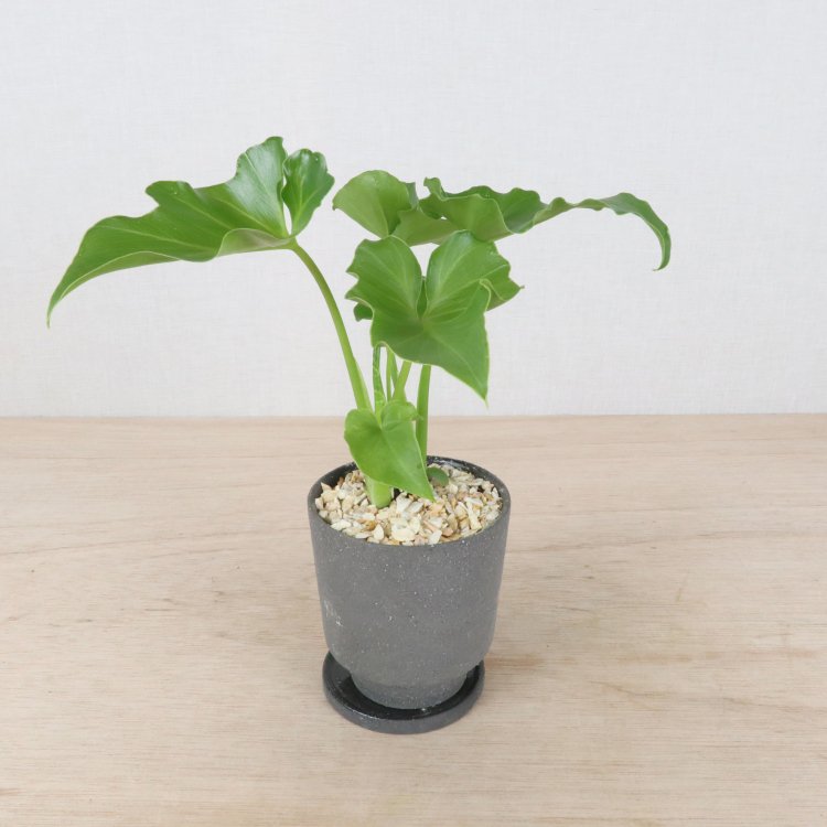 フィロデンドロンセローム(クワズイモ)の通信販売・ネットショップ｜観葉植物・多肉植物、塊根植物の通販・ネットショップの『the Farm  UNIVERSAL ONLINE STORE』