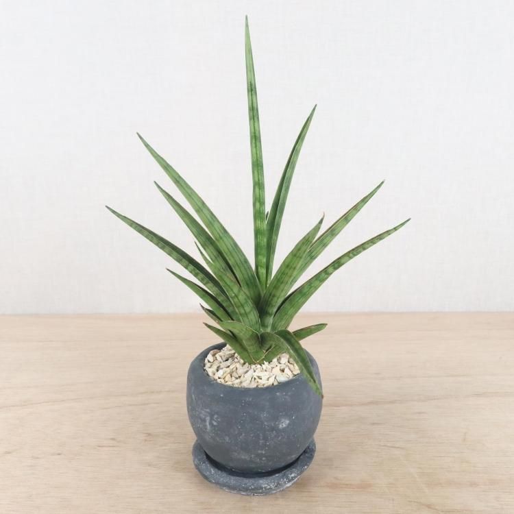 サンセベリアの通信販売 ネットショップ 観葉植物 多肉植物 塊根植物の通販 ネットショップの The Farm Universal Online Store サンセベリアの通信販売 ネットショップ 観葉植物 多肉植物 塊根植物の通販 ネットショップの The Farm Universal Online Store