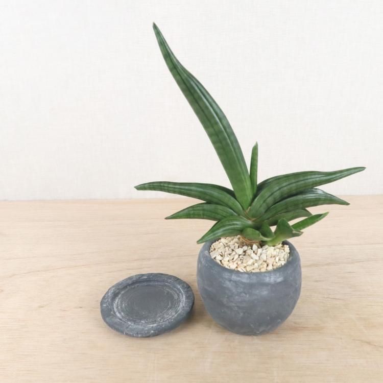 サンセベリアの通信販売 ネットショップ 観葉植物 多肉植物 塊根植物の通販 ネットショップの The Farm Universal Online Store サンセベリアの通信販売 ネットショップ 観葉植物 多肉植物 塊根植物の通販 ネットショップの The Farm Universal Online Store