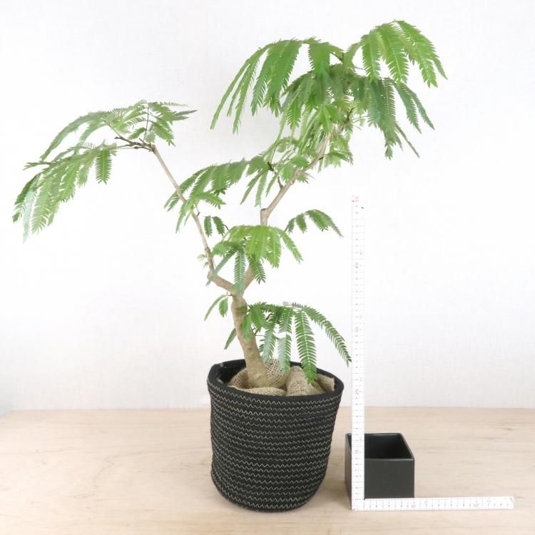 エバーフレッシュ（高さ140㎝） 観葉植物 エバーフレッシュ 145cm