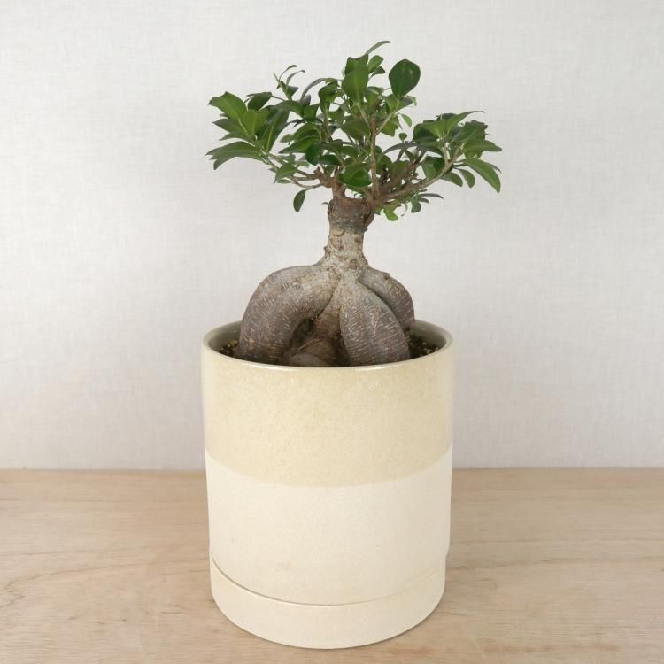 ガジュマルの通信販売 ネットショップ 観葉植物 多肉植物 塊根植物の通販 ネットショップの The Farm Universal Online Store ガジュマルの通信販売 ネットショップ 観葉植物 多肉植物 塊根植物の通販 ネットショップの The Farm Universal Online Store