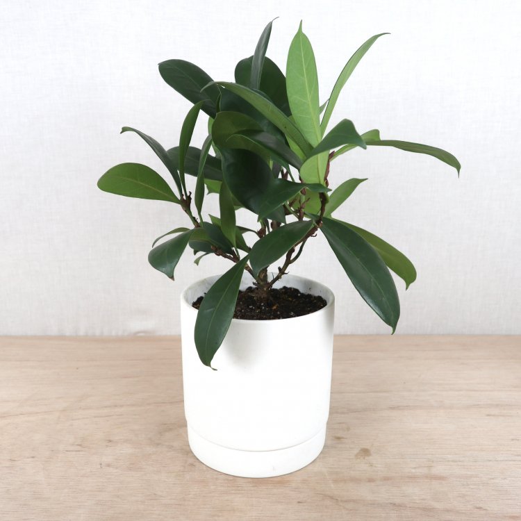 フィカス・キアティスティプラの通信販売・ネットショップ｜観葉植物・多肉植物、塊根植物の通販・ネットショップの『the Farm UNIVERSAL  ONLINE STORE』