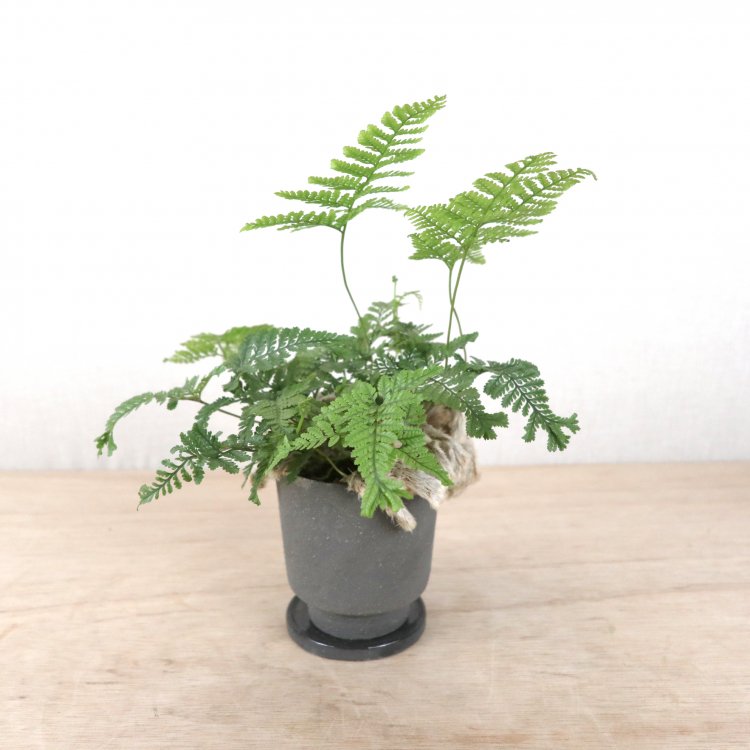 シノブの通信販売・ネットショップ｜観葉植物・多肉植物、塊根植物の通販・ネットショップの『the Farm UNIVERSAL ONLINE STORE』