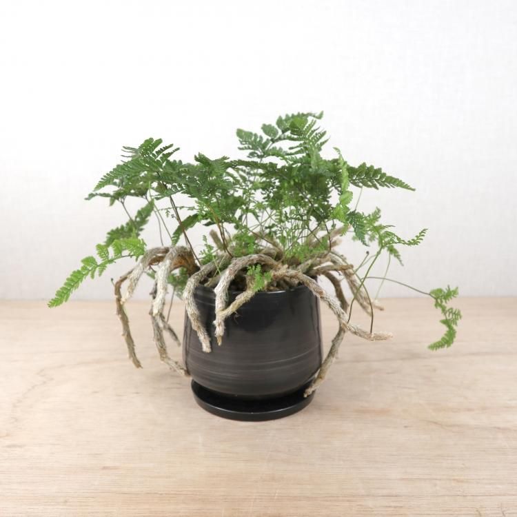 シノブの通信販売 ネットショップ 観葉植物 多肉植物 塊根植物の通販 ネットショップの The Farm Universal Online Store シノブの通信販売 ネットショップ 観葉植物 多肉植物 塊根植物の通販 ネットショップの The Farm Universal Online Store