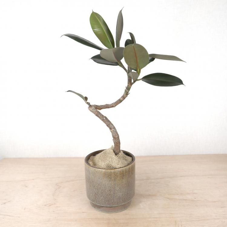 フィカス バーガンディなどの観葉植物を通信販売 国内最大級のガーデンセンター The Farm Universal から人気の観葉植物 希少な塊根植物 珍しい多肉植物をお届けします