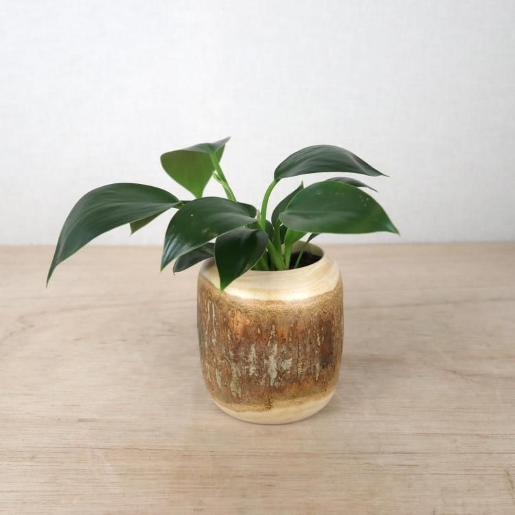 フィロデンドロン アップルの通信販売 ネットショップ 観葉植物 多肉植物 塊根植物の通販 ネットショップの The Farm Universal Online Store フィロデンドロン アップルの通信販売 ネットショップ 観葉植物 多肉植物 塊根植物の通販 ネットショップの The Farm Universal Online Store