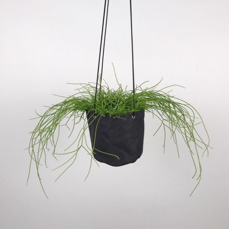 リプサリス カスッサの通信販売 ネットショップ 観葉植物 多肉植物 塊根植物の通販 ネットショップの The Farm Universal Online Store