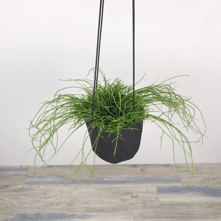 リプサリス カスッサの通信販売・ネットショップ｜観葉植物・多肉植物、塊根植物の通販・ネットショップの『the Farm UNIVERSAL  ONLINE STORE』