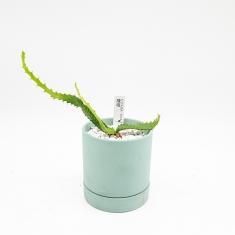珍奇植物 ビザールプランツの通信販売 ネットショップ 観葉植物 多肉植物 塊根植物の通販 ネットショップの The Farm Universal Online Store 珍奇植物 ビザールプランツの通信販売 ネットショップ 観葉植物 多肉植物 塊根植物の通販 ネットショップの The Farm Universal Online Store
