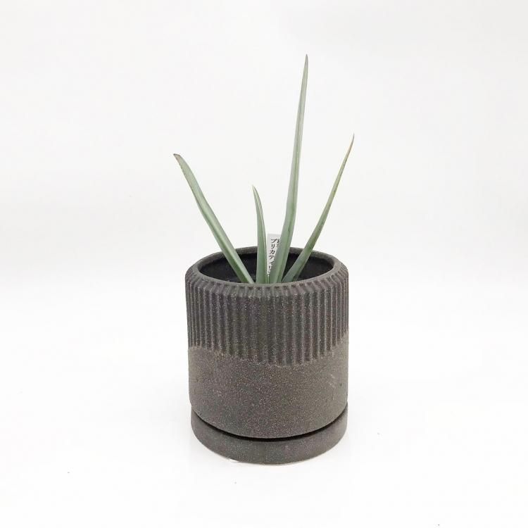 アロエ プリカティリスの通信販売 ネットショップ 観葉植物 多肉植物 塊根植物の通販 ネットショップの The Farm Universal Online Store アロエ プリカティリスの通信販売 ネットショップ 観葉植物 多肉植物 塊根植物の通販 ネットショップの The Farm Universal Online Store