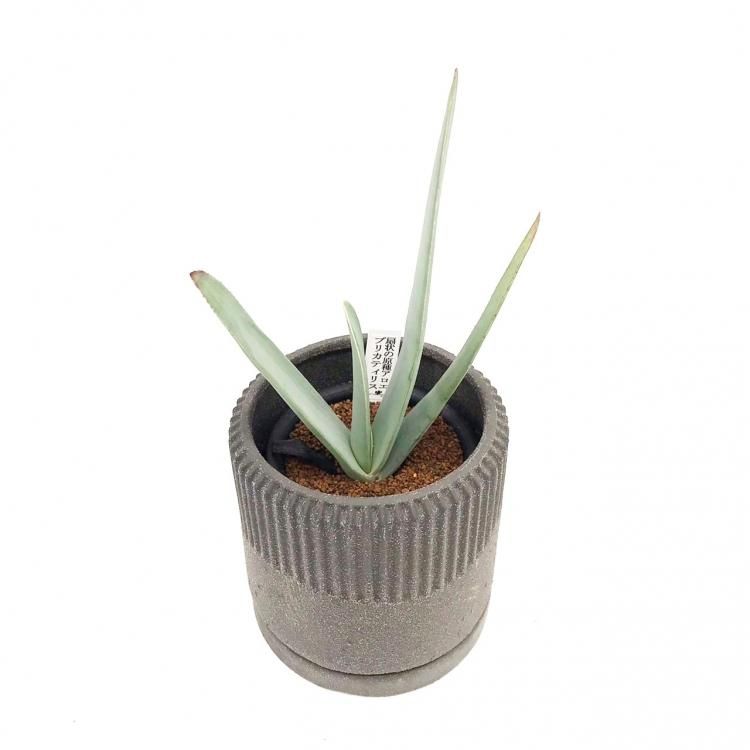 アロエ プリカティリスの通信販売 ネットショップ 観葉植物 多肉植物 塊根植物の通販 ネットショップの The Farm Universal Online Store アロエ プリカティリスの通信販売 ネットショップ 観葉植物 多肉植物 塊根植物の通販 ネットショップの The Farm Universal Online Store