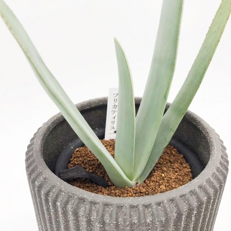 アロエ プリカティリスの通信販売 ネットショップ 観葉植物 多肉植物 塊根植物の通販 ネットショップの The Farm Universal Online Store アロエ プリカティリスの通信販売 ネットショップ 観葉植物 多肉植物 塊根植物の通販 ネットショップの The Farm Universal Online Store