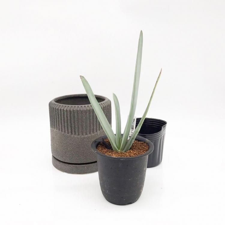アロエ プリカティリスの通信販売 ネットショップ 観葉植物 多肉植物 塊根植物の通販 ネットショップの The Farm Universal Online Store アロエ プリカティリスの通信販売 ネットショップ 観葉植物 多肉植物 塊根植物の通販 ネットショップの The Farm Universal Online Store