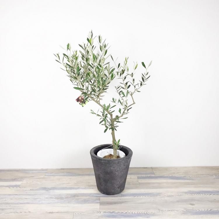 創樹のオリーブ シプレッシーノの通信販売 ネットショップ 観葉植物 多肉植物 塊根植物の通販 ネットショップの The Farm Universal Online Store 創樹のオリーブ シプレッシーノの通信販売 ネットショップ 観葉植物 多肉植物 塊根植物の通販 ネットショップの The Farm Universal Online Store