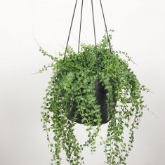 ハンギング特集 - 観葉植物・多肉植物・塊根植物の通販・ネットショップ｜the Farm UNIVERSAL ONLINE STORE