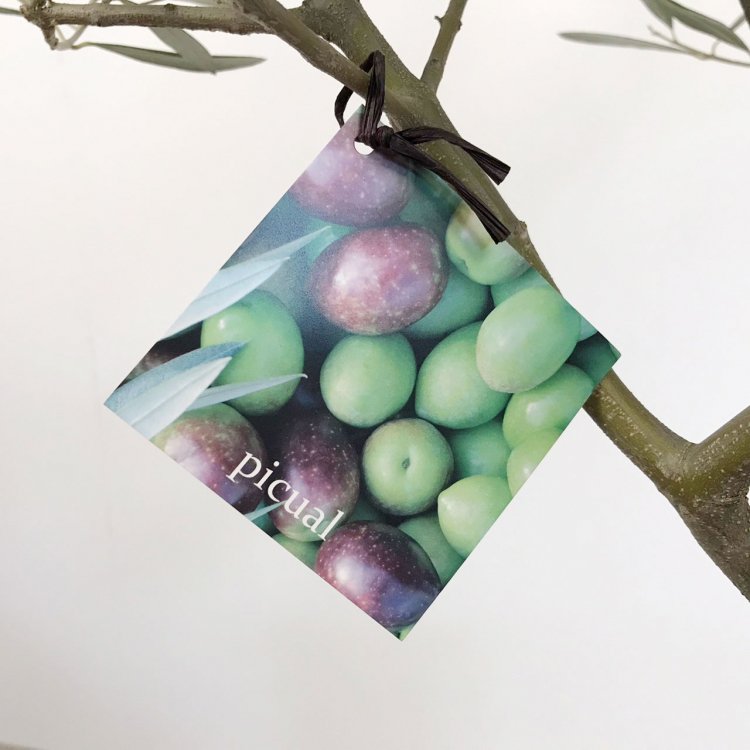 創樹のオリーブ シプレッシーノの通信販売・ネットショップ｜観葉植物