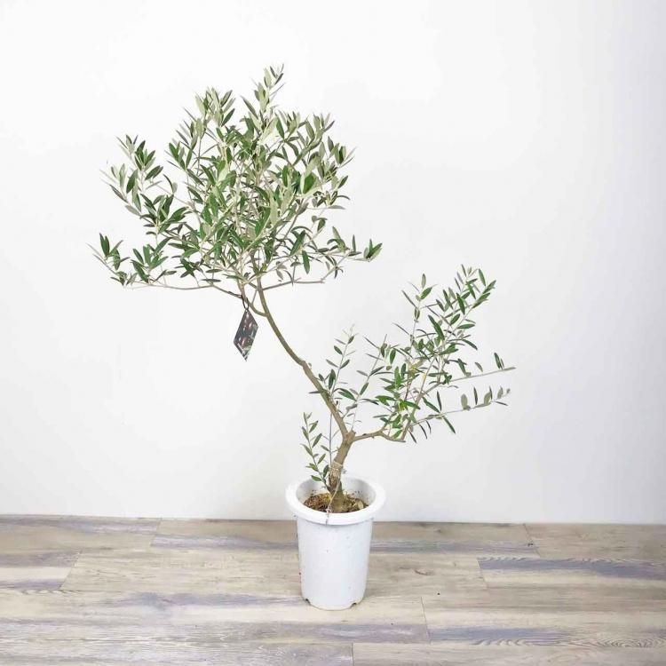 創樹のオリーブ シプレッシーノの通信販売 ネットショップ 観葉植物 多肉植物 塊根植物の通販 ネットショップの The Farm Universal Online Store