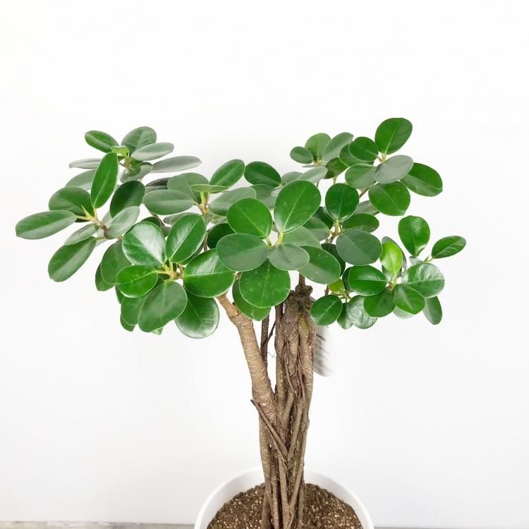 キジムナー 観葉植物 パンダガジュマル 7号 園芸ネット プラス えめにして Shineray Com Br キジムナー 観葉植物 パンダガジュマル 7号 園芸ネット プラス えめにして Shineray Com Br