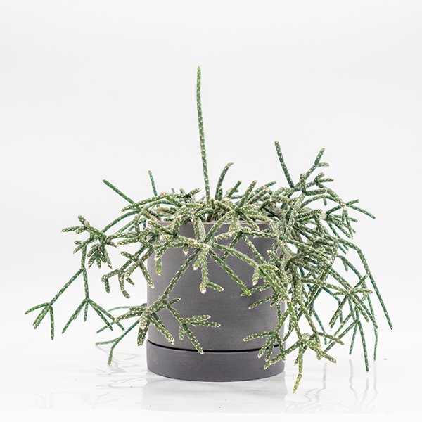 リプサリスの通信販売・ネットショップ｜観葉植物・多肉植物、塊根植物