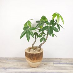 パキラの通信販売・ネットショップ｜観葉植物・多肉植物、塊根植物の ...