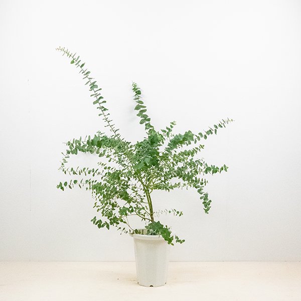 ユーカリ アップルボックスの通信販売・ネットショップ｜観葉植物・多肉植物、塊根植物の通販・ネットショップの『the Farm UNIVERSAL  ONLINE STORE』