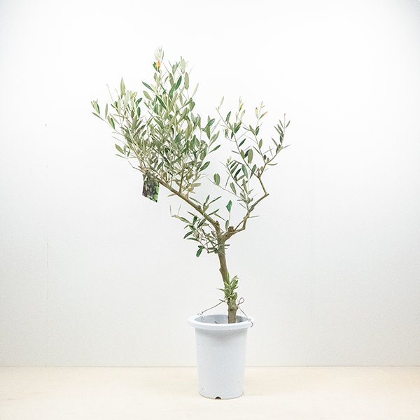 創樹のオリーブ シプレッシーノの通信販売・ネットショップ｜観葉植物