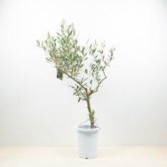 創樹のオリーブの通信販売・ネットショップ｜観葉植物・多肉植物、塊根植物の通販・ネットショップの『the Farm UNIVERSAL ONLINE  STORE』