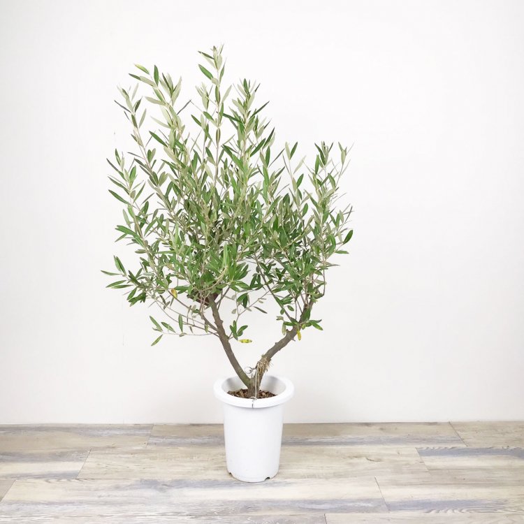 高い素材 オリーブの木,た植物/観葉植物 シプレッシーノ『特大、綺麗な 