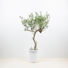 創樹のオリーブの通信販売・ネットショップ｜観葉植物・多肉植物、塊根植物の通販・ネットショップの『the Farm UNIVERSAL ONLINE  STORE』