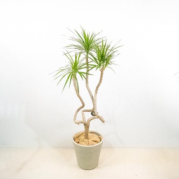 コンシンネの通信販売 ネットショップ 観葉植物 多肉植物 塊根植物の通販 ネットショップの The Farm Universal Online Store コンシンネの通信販売 ネットショップ 観葉植物 多肉植物 塊根植物の通販 ネットショップの The Farm Universal Online Store