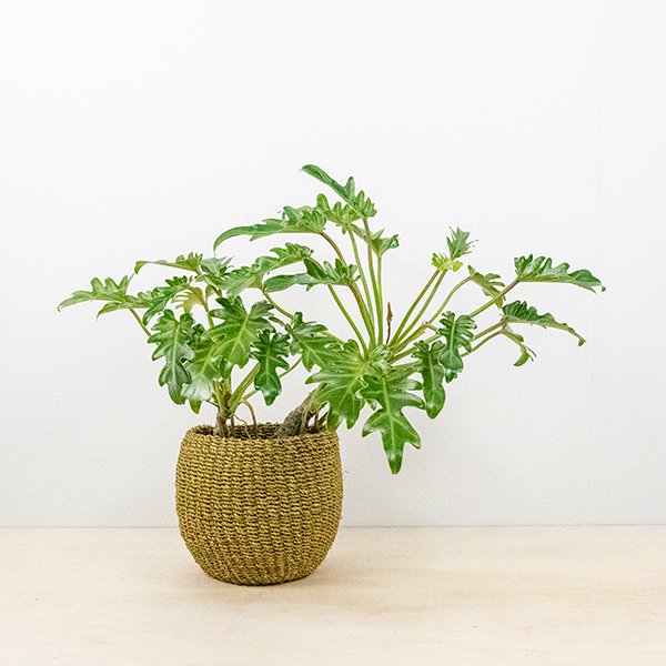 フィロデンドロン クッカバラ の通信販売・ネットショップ｜観葉植物・多肉植物、塊根植物の通販・ネットショップの『the Farm UNIVERSAL  ONLINE STORE』