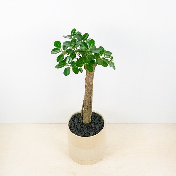 パンダ ガジュマルの通信販売・ネットショップ｜観葉植物・多肉植物、塊根植物の通販・ネットショップの『the Farm UNIVERSAL ONLINE  STORE』